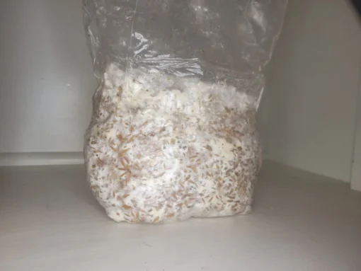 Colonized Grain Spawn