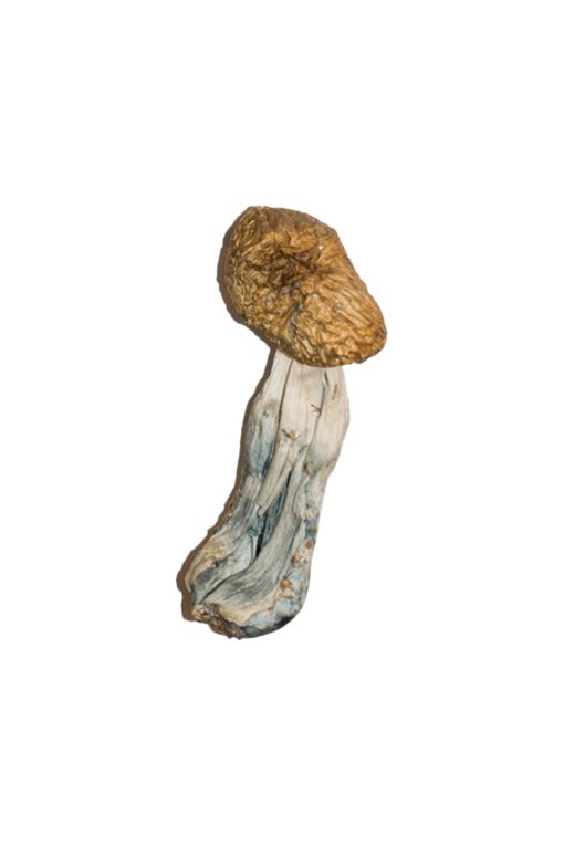 Big Mex Magic Mushrooms