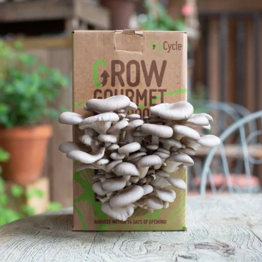 GroCycle Oyster Mushroom Grow Kit