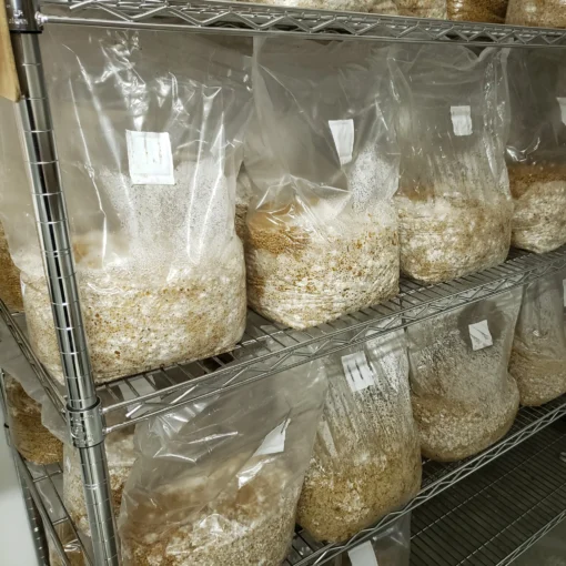 Grain Spawn