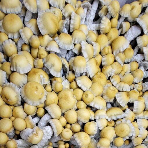 Most Valued producer Mushroom Spores