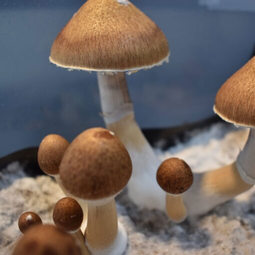 Jedi Mind Fuck Mushroom Spores