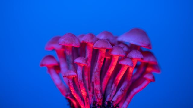 Cluster of small mushrooms dramatically lit with red and blue neon lighting against a blue background